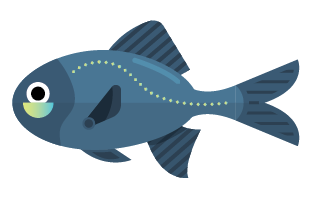 Flashlight Fish