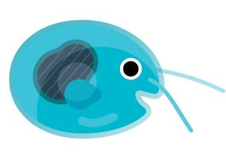 Ostracod